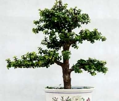 如何饲养金枝玉叶植物，如何饲养金枝玉叶盆栽
