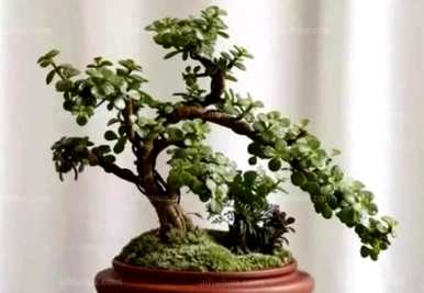 如何饲养金枝玉叶植物，如何饲养金枝玉叶盆栽