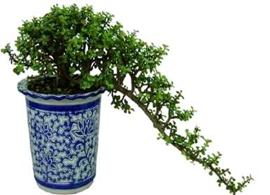 如何饲养金枝玉叶植物，如何饲养金枝玉叶盆栽
