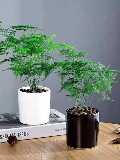 竹盆栽有哪些品种，竹盆栽有哪些品种？