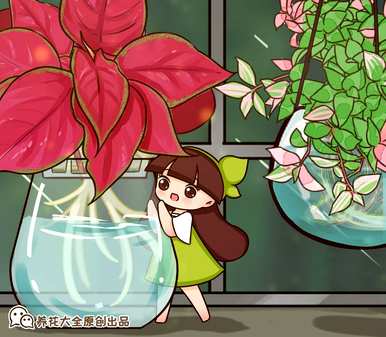 水培有香味的花，如何保养水培花？