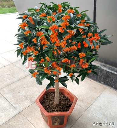 如何养桂花，玫瑰的养殖方法