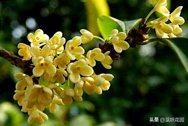 如何养桂花，玫瑰的养殖方法