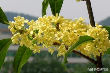 如何养桂花，玫瑰的养殖方法