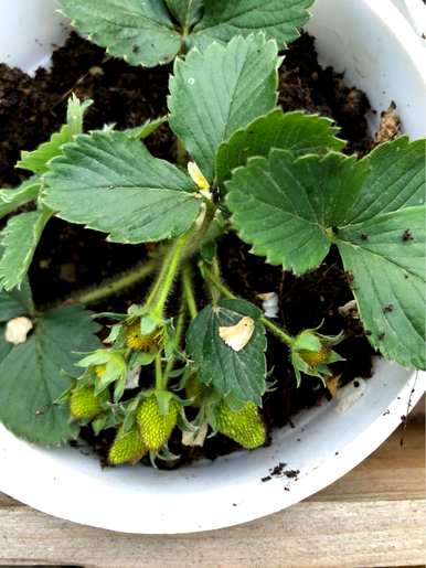 草莓和花生如何种植？