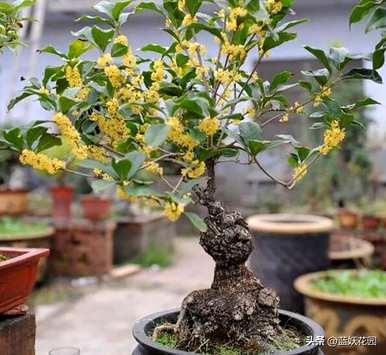 如何养桂花，玫瑰的养殖方法