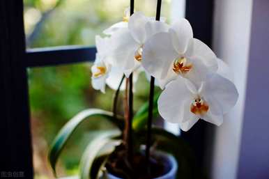什么是白玉兰花花语，什么是白玉兰花花语和优美句子？