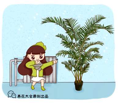 如何饲养室内凤尾竹，如何饲养室内凤尾竹