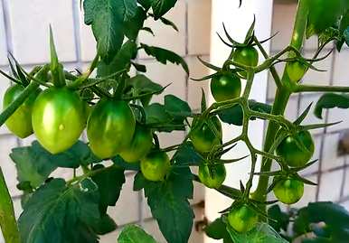 如何种植西红柿，如何种植西红柿，防止变黑