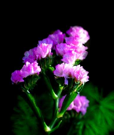 不要忘记草的花语是什么，草的花语是什么