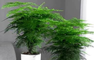 什么植物净化空气最好？什么花草净化空气最好？