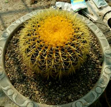 如何培育金虎仙人球，如何培育金虎仙人球图