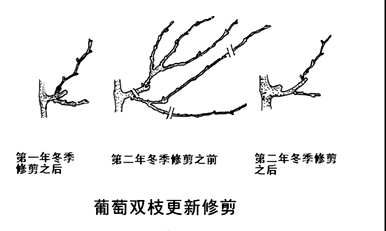葡萄如何栽培才能生存，葡萄如何栽培