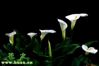 怎样养马蹄莲才能开花，怎样养马蹄莲？
