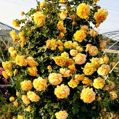 什么是藤蔓植物，什么是藤蔓植物适合室内