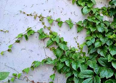 什么是藤蔓植物，什么是藤蔓植物适合室内