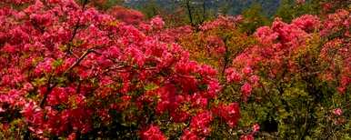 如何种植杜鹃树桩，如何种植野生杜鹃花
