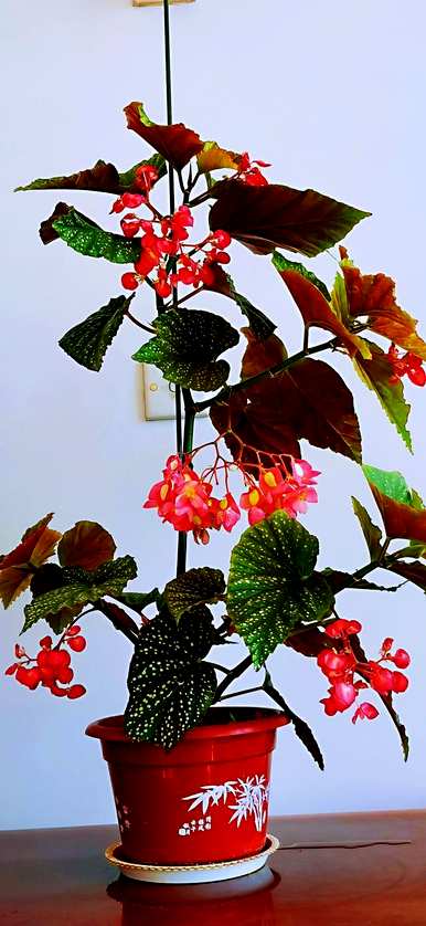 室内什么花好养又好看？室内什么花最好看又好养？