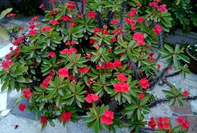 一年四季都开花大全，哪些花一年四季都开花？