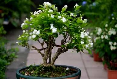 一年四季都开花大全，哪些花一年四季都开花？