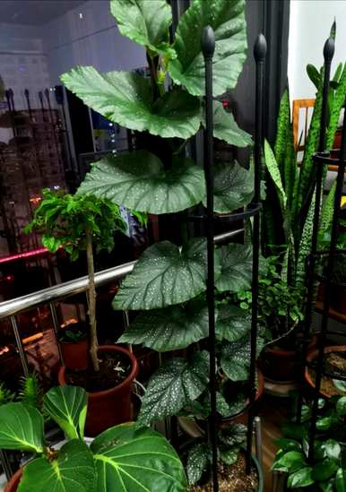 竹节海棠长得太高怎么修剪？竹节海棠还能修剪吗？