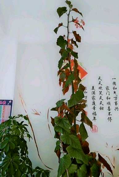 竹节海棠长得太高怎么修剪？竹节海棠还能修剪吗？