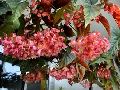 竹节海棠长得太高怎么修剪？竹节海棠还能修剪吗？