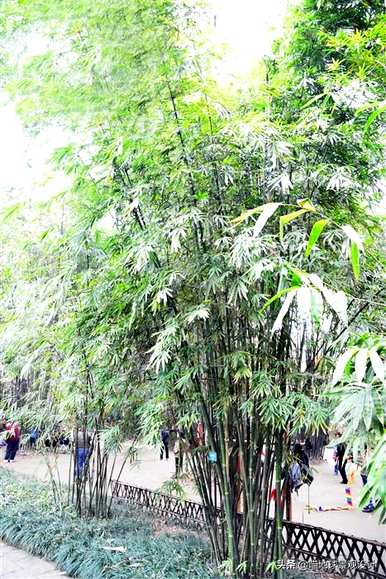 庭院竹子选择什么种类，庭院竹子的种植方法