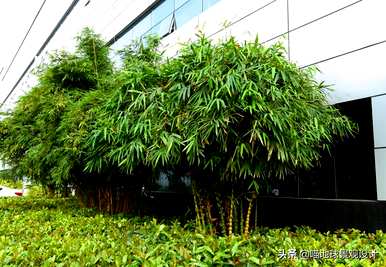 庭院竹子选择什么种类，庭院竹子的种植方法