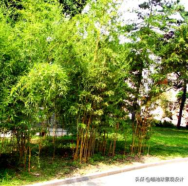 庭院竹子选择什么种类，庭院竹子的种植方法