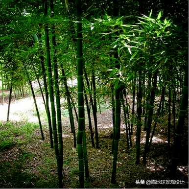 庭院竹子选择什么种类，庭院竹子的种植方法