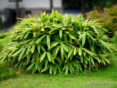庭院竹子选择什么种类，庭院竹子的种植方法