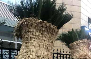 广州铁树盆景图，铁树盆景怎么养？