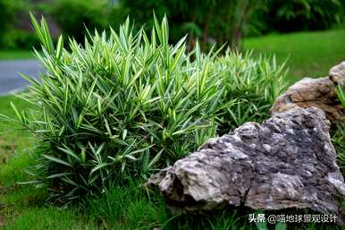 庭院竹子选择什么种类，庭院竹子的种植方法