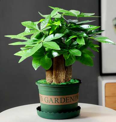 室内盆栽最好的植物是什么？室内盆栽植物大全