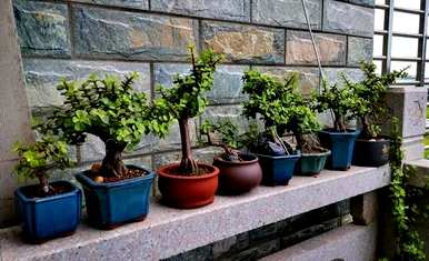 室内盆栽最好的植物是什么？室内盆栽植物大全