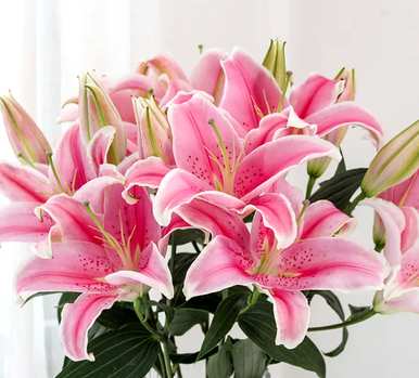 百合花的意义象征着什么，铅笔盒在百合花课文中的象征意义