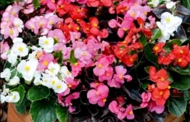 室内盆栽四季开花有哪些品种，室内盆栽四季开花有哪些？