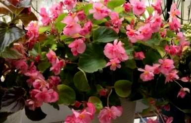 室内盆栽四季开花有哪些品种，室内盆栽四季开花有哪些？