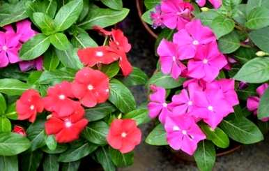 室内盆栽四季开花有哪些品种，室内盆栽四季开花有哪些？