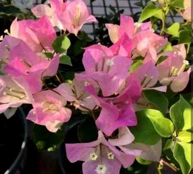 室内盆栽四季开花有哪些品种，室内盆栽四季开花有哪些？