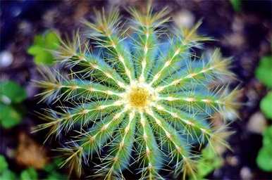 仙人掌的花语是什么，仙人掌的花语是什么？