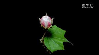 芙蓉花什么时候开花好养，芙蓉花什么时候开花？