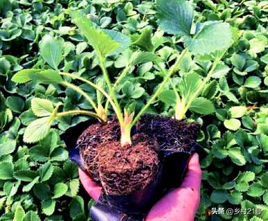 如何种植裸根草莓苗？