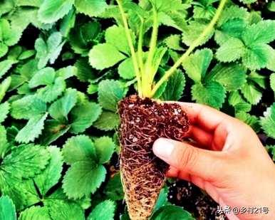 如何种植裸根草莓苗？