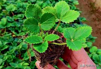 如何种植裸根草莓苗？