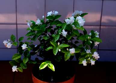 茉莉花应该怎么养？茉莉花的修剪方法
