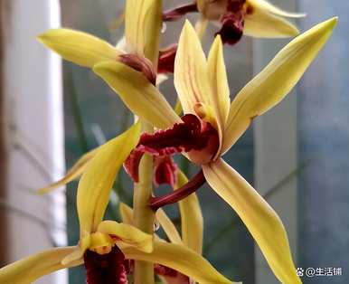 广东有适合种植的兰花品种吗？如何种植兰花？