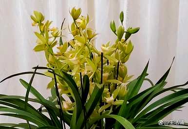 广东有适合种植的兰花品种吗？如何种植兰花？