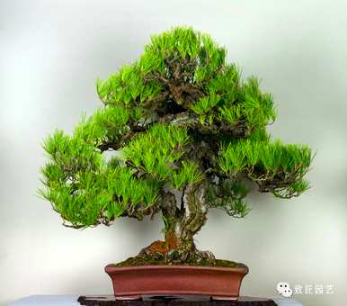 黑松怎么养弱枝，黑松怎么养枝繁叶茂？